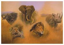 Lounging Leopard-Clive Kay-Art Print