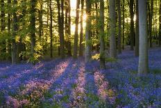 Bluebell Wood at Coton Manor-Clive Nichols-Photographic Print