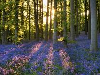 Bluebell Wood at Coton Manor-Clive Nichols-Framed Photographic Print