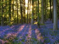 Bluebell Wood at Coton Manor-Clive Nichols-Photographic Print
