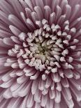 Light Purple Rose-Clive Nichols-Photographic Print