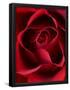 Essential Black