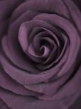 Light Purple Rose-Clive Nichols-Photographic Print