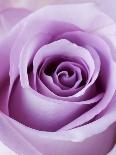 Deep Purple Rose-Clive Nichols-Photographic Print