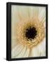 Essential Black