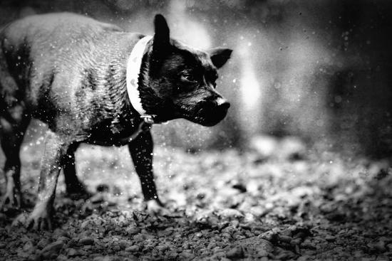 Photographic Print, , large