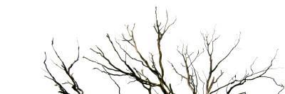 Branches on White Background-Clive Nolan-Photographic Print