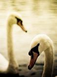 Two Swans Swimming on Lake-Clive Nolan-Photographic Print