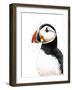 Clive the Puffin on White, 2019, (Pen and Ink)-Mike Davis-Framed Giclee Print