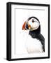Clive the Puffin on White, 2019, (Pen and Ink)-Mike Davis-Framed Giclee Print