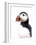 Clive the Puffin on White, 2019, (Pen and Ink)-Mike Davis-Framed Giclee Print