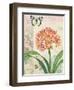 Clivia Floral Collage-Pamela Gladding-Framed Art Print