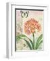 Clivia Floral Collage-Pamela Gladding-Framed Art Print