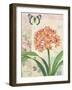 Clivia Floral Collage-Pamela Gladding-Framed Art Print