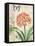 Clivia Floral Collage-Pamela Gladding-Framed Stretched Canvas