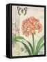 Clivia Floral Collage-Pamela Gladding-Framed Stretched Canvas