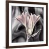 Clivia Pastel-Scott Peck-Framed Art Print