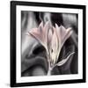 Clivia Pastel-Scott Peck-Framed Art Print