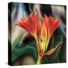 Clivia-Scott Peck-Stretched Canvas