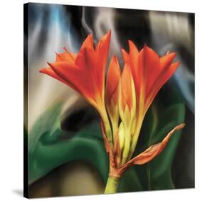 Clivia-Scott Peck-Stretched Canvas