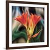 Clivia-Scott Peck-Framed Art Print