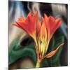 Clivia-Scott Peck-Mounted Art Print