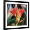 Clivia-Scott Peck-Framed Art Print