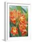 Clivia-Graeme Stevenson-Framed Giclee Print