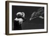 Close Encounter ...-Yvette Depaepe-Framed Photographic Print