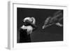 Close Encounter ...-Yvette Depaepe-Framed Photographic Print