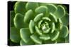 Close of Succulent Plant with Water Droplets-Matt Freedman-Stretched Canvas