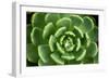 Close of Succulent Plant with Water Droplets-Matt Freedman-Framed Photographic Print