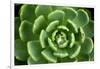 Close of Succulent Plant with Water Droplets-Matt Freedman-Framed Photographic Print