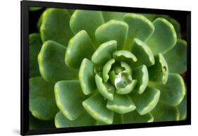 Close of Succulent Plant with Water Droplets-Matt Freedman-Framed Photographic Print