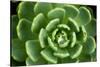 Close of Succulent Plant with Water Droplets-Matt Freedman-Stretched Canvas