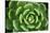 Close of Succulent Plant with Water Droplets-Matt Freedman-Stretched Canvas