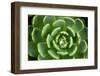 Close of Succulent Plant with Water Droplets-Matt Freedman-Framed Photographic Print