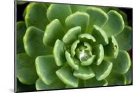 Close of Succulent Plant with Water Droplets-Matt Freedman-Mounted Photographic Print