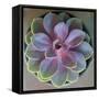 Close to Nature-Susan Bryant-Framed Stretched Canvas