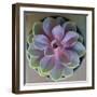 Close to Nature-Susan Bryant-Framed Photographic Print