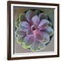 Close to Nature-Susan Bryant-Framed Photographic Print