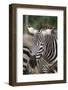 Close up African Zebra Eating Grass-kungverylucky-Framed Photographic Print