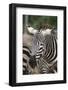 Close up African Zebra Eating Grass-kungverylucky-Framed Photographic Print