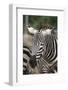 Close up African Zebra Eating Grass-kungverylucky-Framed Photographic Print