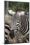 Close up African Zebra Eating Grass-kungverylucky-Mounted Photographic Print