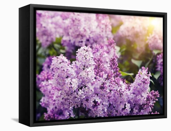 Close-Up Beautiful Lilac Flowers with the Leaves-Leonid Tit-Framed Stretched Canvas