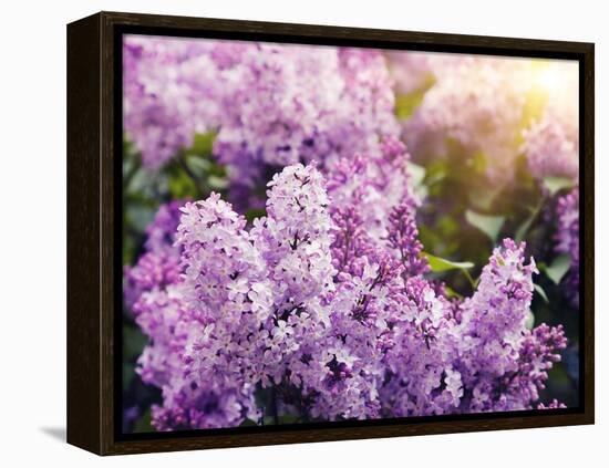 Close-Up Beautiful Lilac Flowers with the Leaves-Leonid Tit-Framed Stretched Canvas