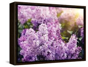 Close-Up Beautiful Lilac Flowers with the Leaves-Leonid Tit-Framed Stretched Canvas