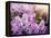 Close-Up Beautiful Lilac Flowers with the Leaves-Leonid Tit-Framed Stretched Canvas