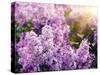 Close-Up Beautiful Lilac Flowers with the Leaves-Leonid Tit-Stretched Canvas